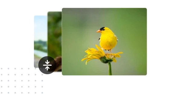 Bulk Image Compressor